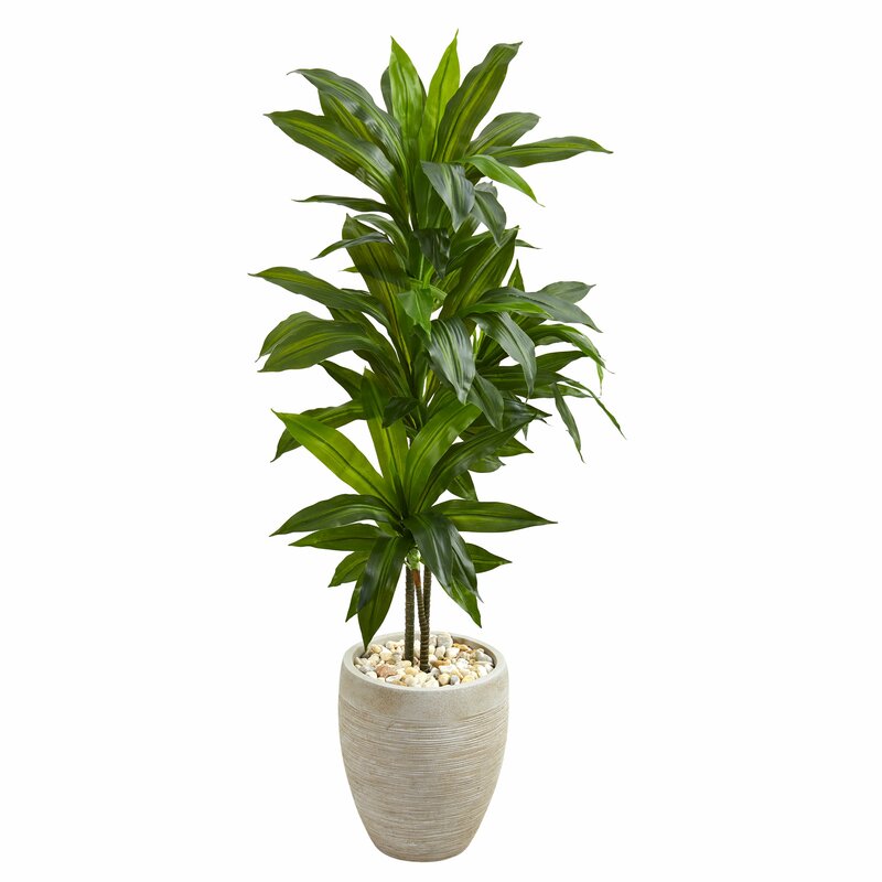 Bloomsbury Market Artificial Floor Dracaena Plant in Planter & Reviews